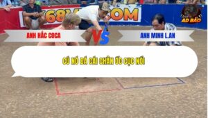 Trận 22 trường gà Tonhon 24/12/2025