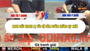 Trận 23 trường gà C5 27/12/2025