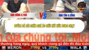 Trận 23 trường gà C5 9/12/2025