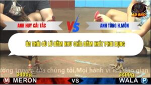 Trận 23 trường gà CPC4 23/12/2025