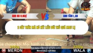 Trận 24 trường gà C4 24/12/2025