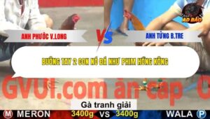 Trận 24 trường gà C5 27/12/2025