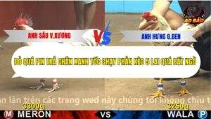 Trận 25 trường gà C4 11/12/2025