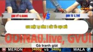 Trận 25 trường gà C5 27/12/2025