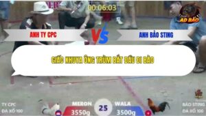 Trận 25 trường gà Tonhon 19/12/2025