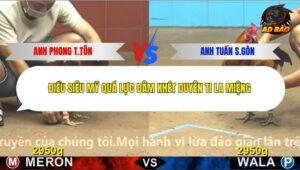 Trận 26 trường gà CPC4 23/12/2025