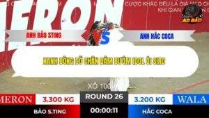 Trận 26 trường gà Tonhon 10/12/2025