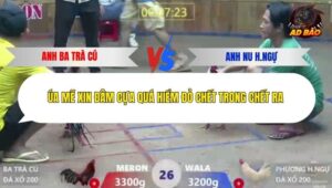 Trận 26 trường gà Xà Xía 19/12/2025