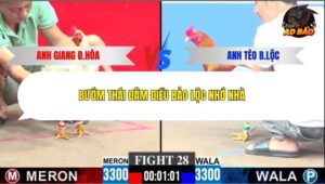 Trận 28 trường gà C3 21/12/2025