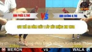 Trận 28 trường gà C4 15/12/2025