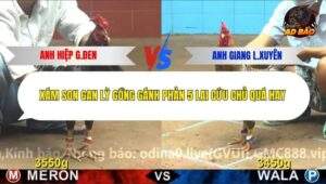 Trận 28 trường gà C4 18/12/2025