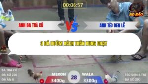 Trận 28 trường gà Xà Xía 19/12/2025