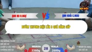 Trận 28 trường gà Xà Xìa 28/12/2025