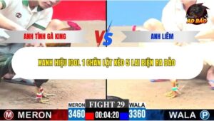 Trận 29 trường gà C3 21/12/2025