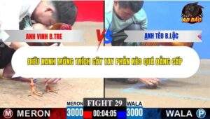 Trận 29 trường gà C3 28/12/2025