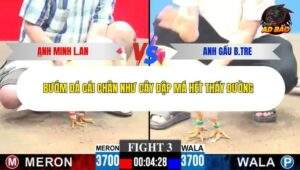 Trận 3 trường gà C3 21/12/2025