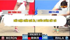 Trận 3 trường gà C3 28/12/2025