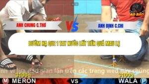 Trận 3 trường gà C4 16/12/2025