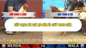 Trận 3 trường gà C4 17/12/2025