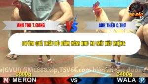 Trận 3 trường gà C4 18/12/2025