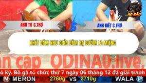 Trận 3 trường gà C5 11/12/2025