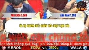 Trận 3 trường gà C5 5/12/2025