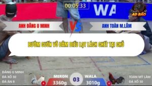 Trận 3 trường gà Xà Xía 30/12/2025