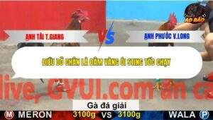 Trận 31 trường gà C5 27/12/2025