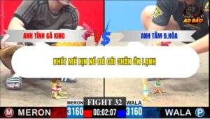 Trận 32 trường gà C3 21/12/2025