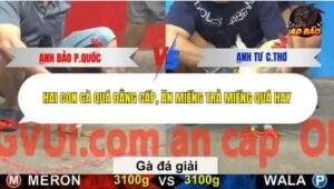 Trận 32 trường gà C5 27/12/2025