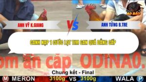 Trận 33 trường gà C5 27/12/2025