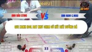 Trận 33 trường gà Xà Xía 19/12/2025