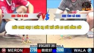 Trận 35 trường gà C3 21/12/2025