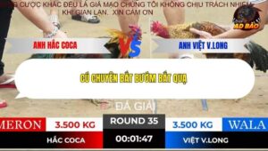 Trận 35 trường gà Tonhon 19/12/2025