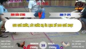 Trận 38 trường gà Xà Xía 19/12/2025