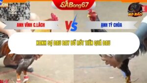 Trận 39 trường gà Tonhon 24/12/2025