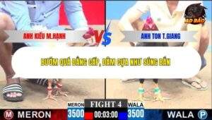 Trận 4 trường gà C3 21/12/2025