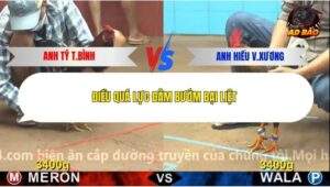 Trận 4 trường gà C4 16/12/2025