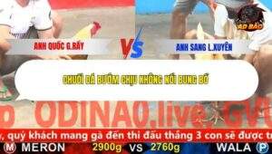 Trận 4 trường gà C5 11/12/2025