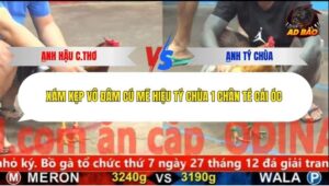 Trận 4 trường gà C5 25/12/2025