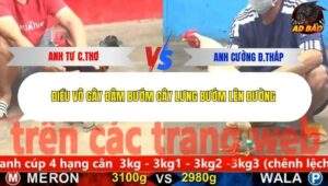 Trận 4 trường gà C5 9/12/2025