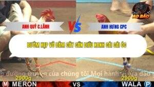 Trận 4 trường gà CPC4 1/12/2025