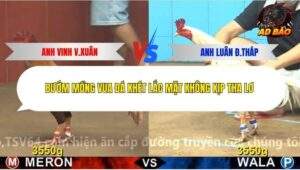 Trận 4 trường gà CPC4 2/12/2025