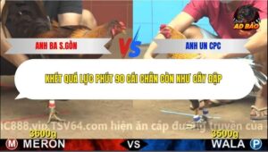 Trận 4 trường gà CPC4 23/12/2025