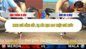 Trận 4 trường gà CPC4 3/12/2025