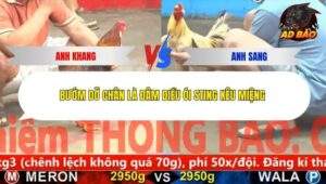 Trận 4 trường gà CPC5 2/12/2025