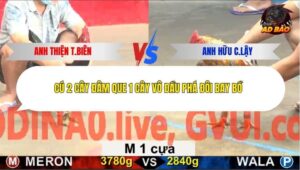 Trận 4 trường gà CPC5 24/12/2025