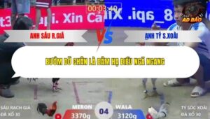 Trận 4 trường gà Xà Xía 30/12/2025