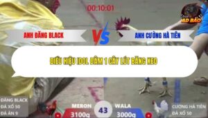 Trận 43 trường gà Xà Xía 19/12/2025