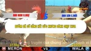 Trận 5 trường gà C4 15/12/2025